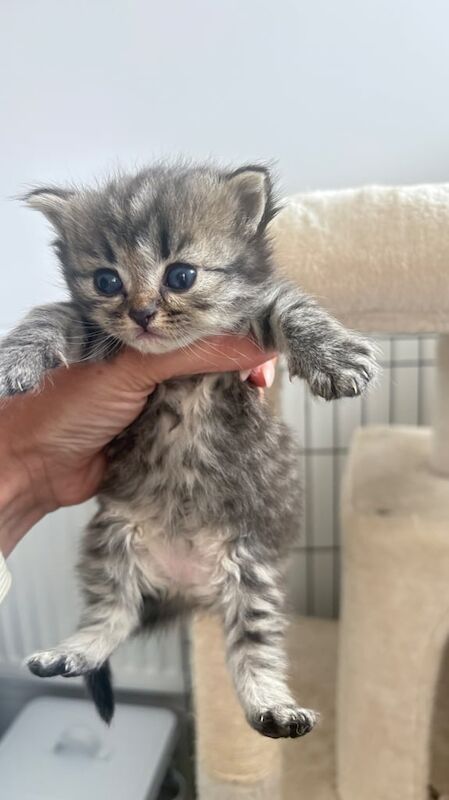 Persian kittens for sale in Penarth, South Glamorgan – 4 weeks old - Image 2 of 3