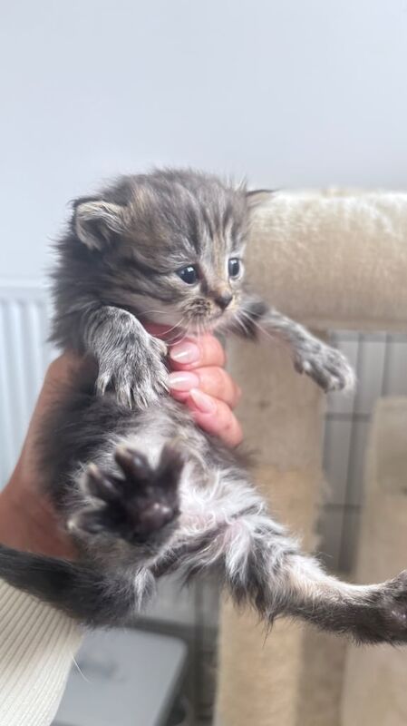 Persian kittens for sale in Penarth, South Glamorgan – 4 weeks old - Image 3 of 3