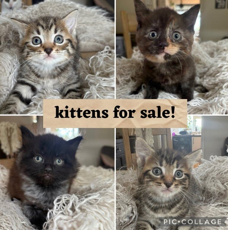 Persian kittens for sale in Newent, Gloucestershire – 6 weeks old