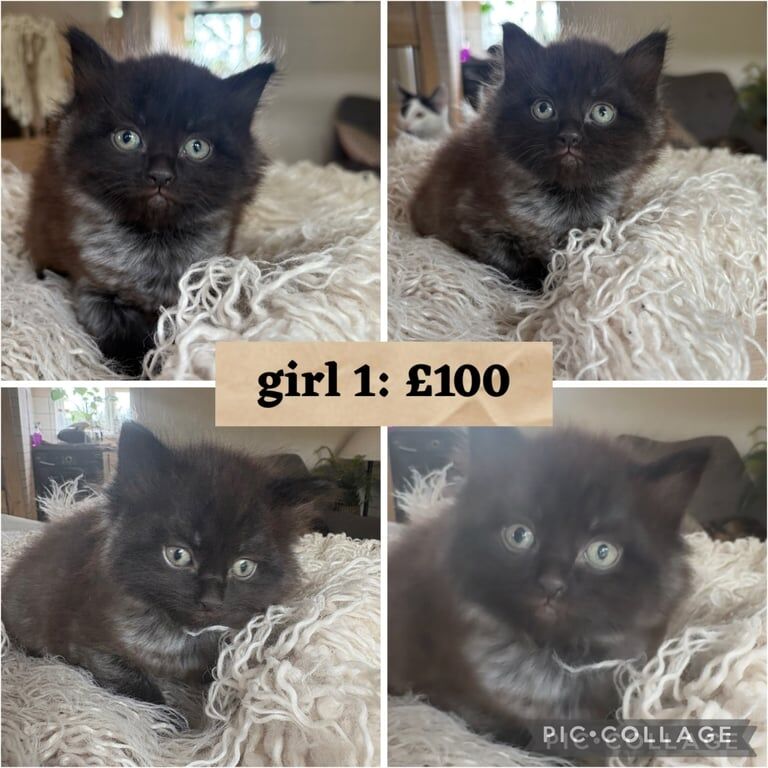 Persian kittens for sale in Newent, Gloucestershire – 6 weeks old - Image 2 of 3
