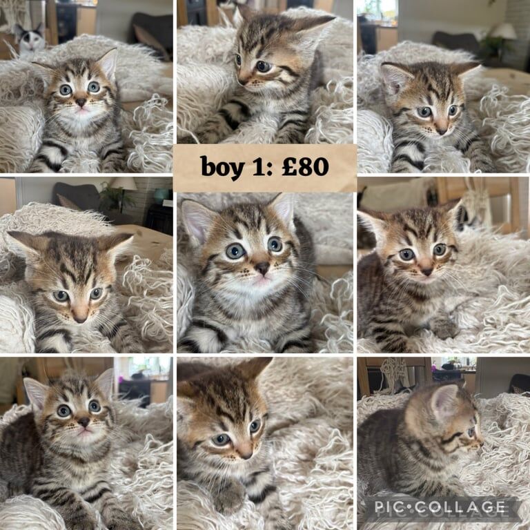 Persian kittens for sale in Newent, Gloucestershire – 6 weeks old - Image 3 of 3
