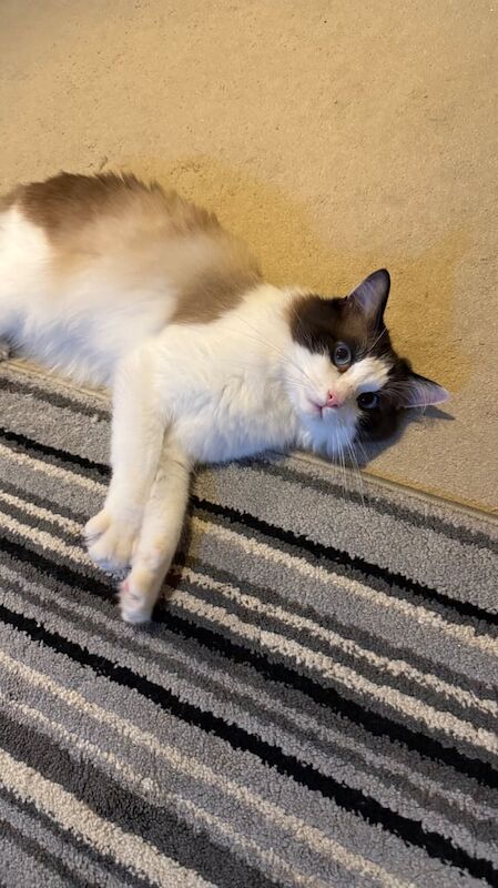 Persian kittens for sale in Wishaw, Lanarkshire – 1 year old