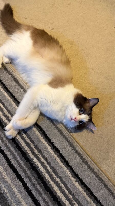 Persian kittens for sale in Wishaw, Lanarkshire – 1 year old - Image 2 of 3