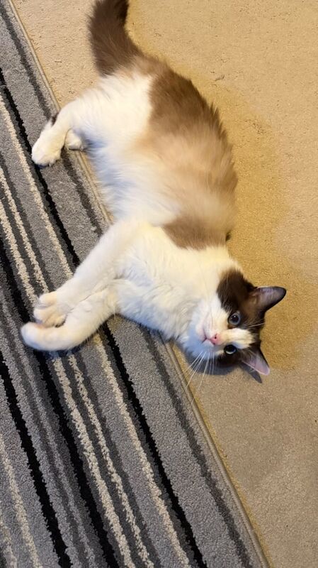 Persian kittens for sale in Wishaw, Lanarkshire – 1 year old - Image 3 of 3