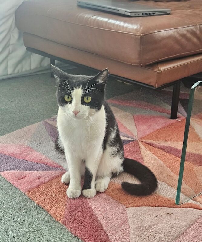 Persian kittens for sale in Farnham, Surrey – 1 year old