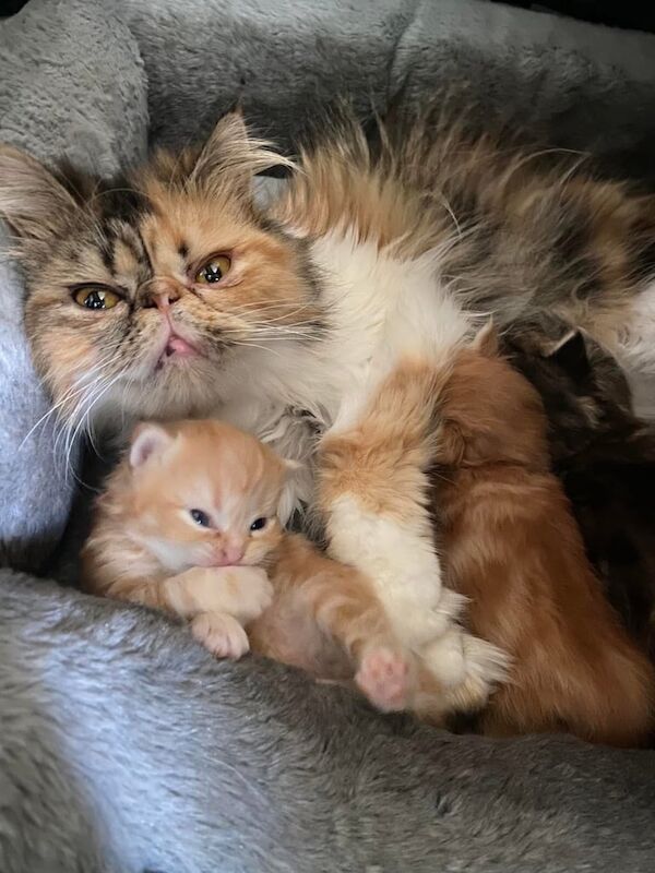 Persian kittens for sale in Sunderland, Tyne and Wear – 6 weeks old