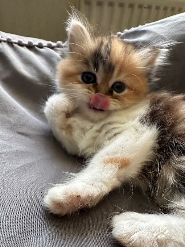 Persian kittens for sale in Sunderland, Tyne and Wear – 6 weeks old - Image 3 of 3