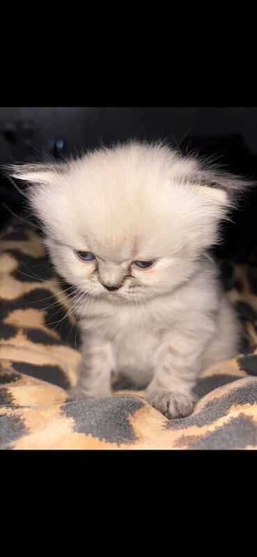 Persian kittens for sale in Borrowstounness, Falkirk – 3 months old
