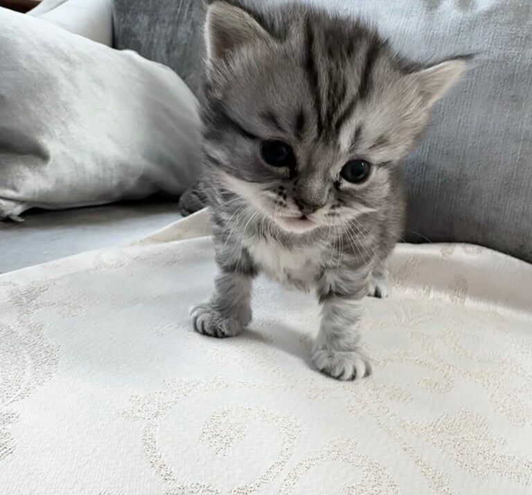 Persian kittens for sale in Dunfermline, Fife – 5 weeks old