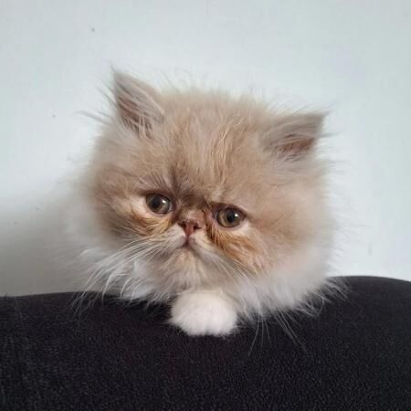 Pure breed Persian kittens for sale. Two gorgeous boys. for sale in Blyth, Northumberland