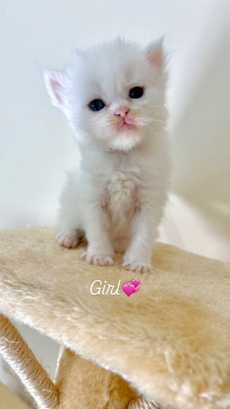 Persian kittens for sale in South Ockendon, Essex – 8 weeks old