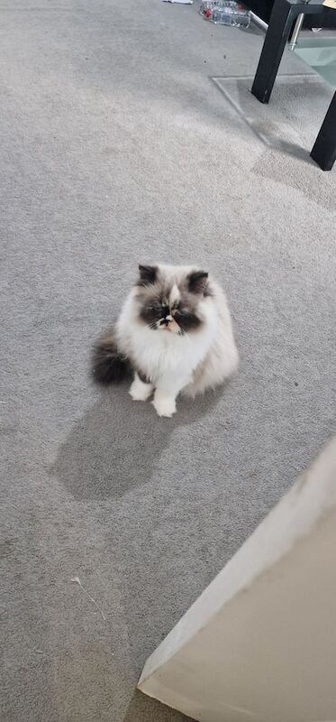 Persian Kittens For Sale