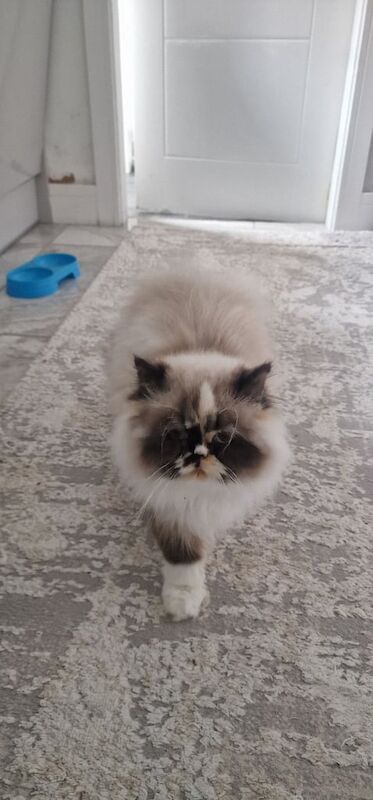 Persian kittens for sale in Oswestry / Croesoswallt, Shropshire – 5 months old - Image 2 of 3