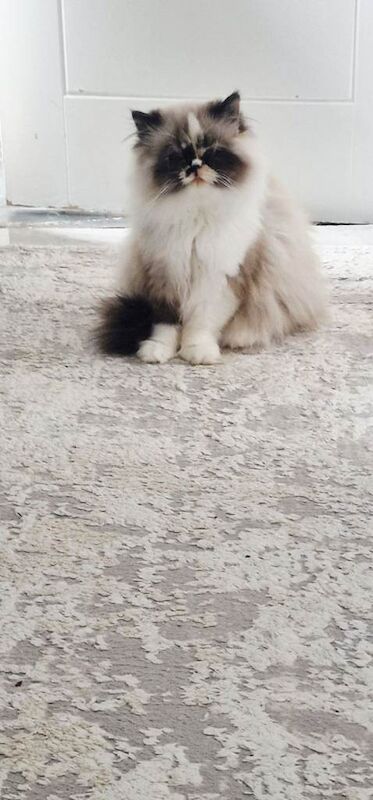 Persian kittens for sale in Oswestry / Croesoswallt, Shropshire – 5 months old - Image 3 of 3