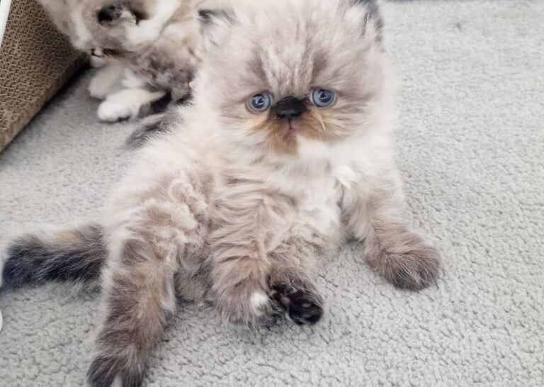 Pure persian for sale in Oswestry / Croesoswallt, Shropshire