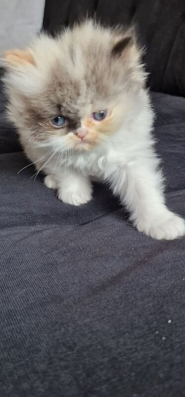 Pure persian for sale in Oswestry / Croesoswallt, Shropshire | Image 2