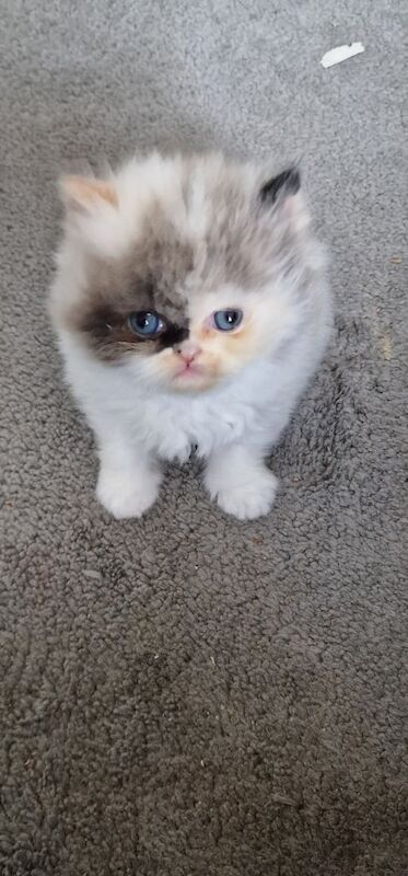 Pure persian for sale in Oswestry / Croesoswallt, Shropshire | Image 3