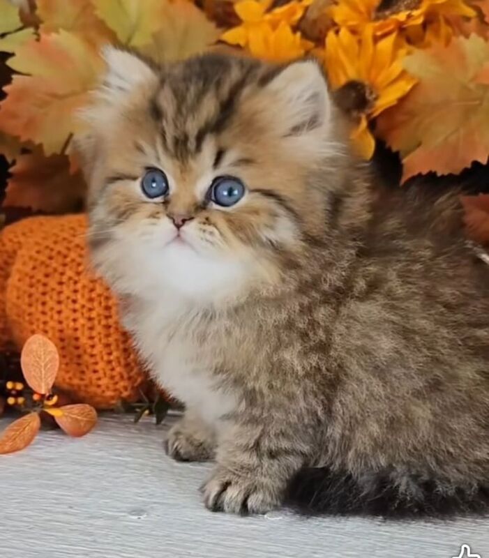 Persian kittens for sale in Downend, Berkshire – 6 weeks old