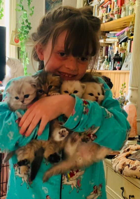 Pure Persian Kittens for sale in Great Harwood, Lancashire | Image 2
