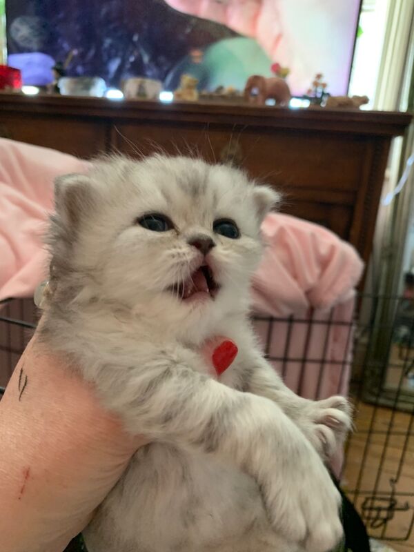 Pure Persian Kittens for sale in Great Harwood, Lancashire | Image 3