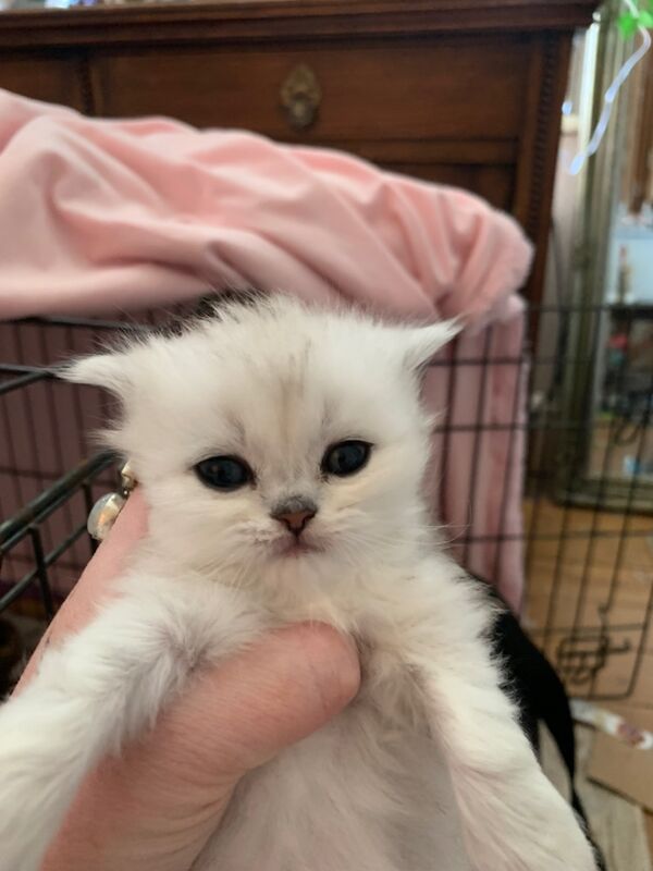 Pure Persian Kittens for sale in Great Harwood, Lancashire | Image 4