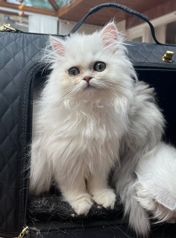Persian kittens for sale in Abingdon, Oxfordshire – 3 months old
