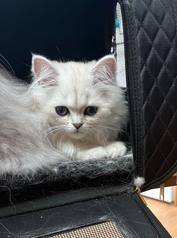 Persian kittens for sale in Abingdon, Oxfordshire – 3 months old - Image 2 of 3
