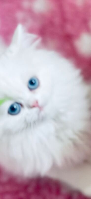 Persian kittens for sale in Crosby, Merseyside – 9 weeks old