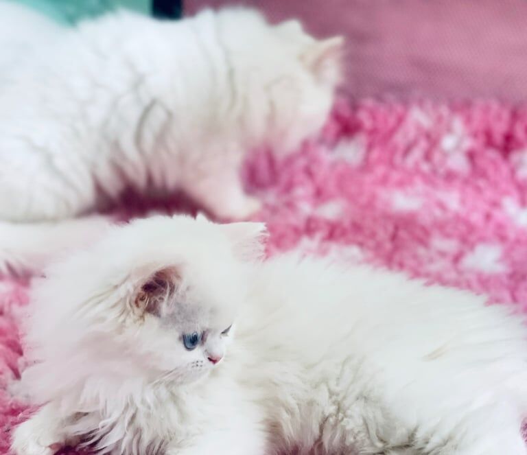 Persian kittens for sale in Crosby, Merseyside – 9 weeks old - Image 2 of 3
