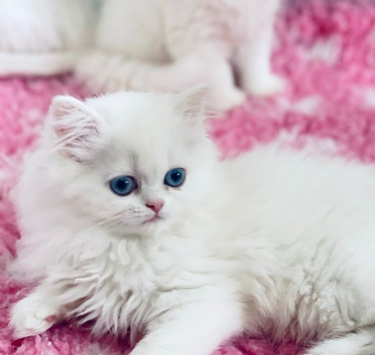 Persian kittens for sale in Crosby, Merseyside – 9 weeks old - Image 3 of 3