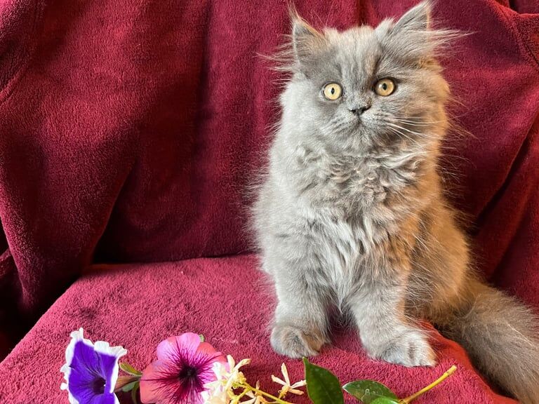 Persian kittens for sale in Beckenham, Greater London – 3 months old