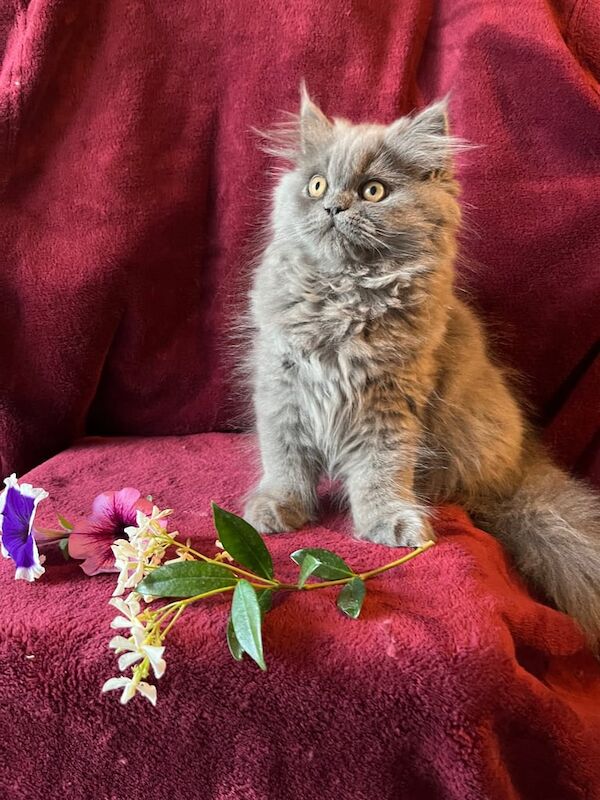 Persian kittens for sale in Beckenham, Greater London – 3 months old - Image 2 of 3