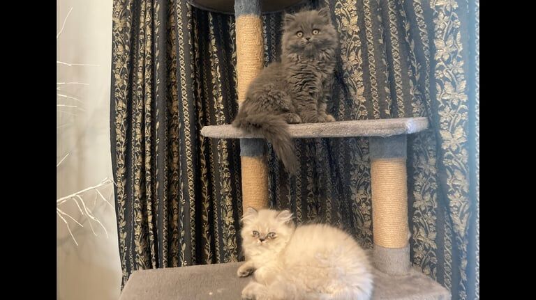 Ready Now. 2. Fluffy Persian Kittens. (1 boy/1 Girl). BR3 for sale in Beckenham, Greater London