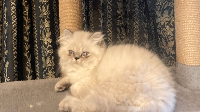 Ready Now. 2. Fluffy Persian Kittens. (1 boy/1 Girl). BR3 for sale in Beckenham, Greater London | Image 2