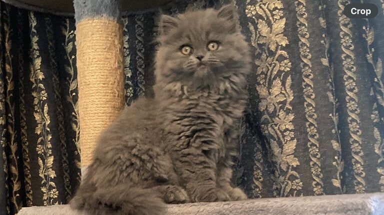 Ready Now. 2. Fluffy Persian Kittens. (1 boy/1 Girl). BR3 for sale in Beckenham, Greater London | Image 3