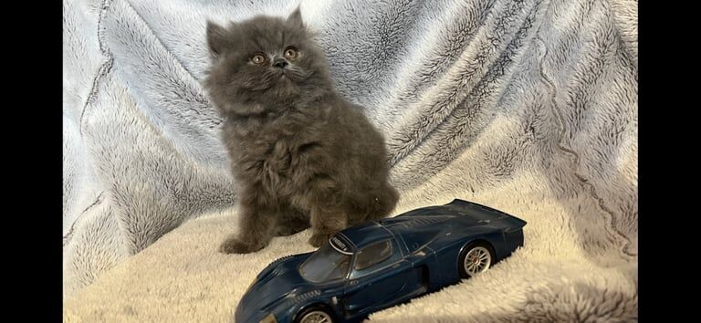 Persian kittens for sale in Beckenham, Greater London – 8 weeks old