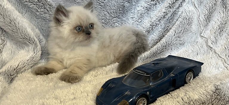 Persian kittens for sale in Beckenham, Greater London – 8 weeks old - Image 2 of 3