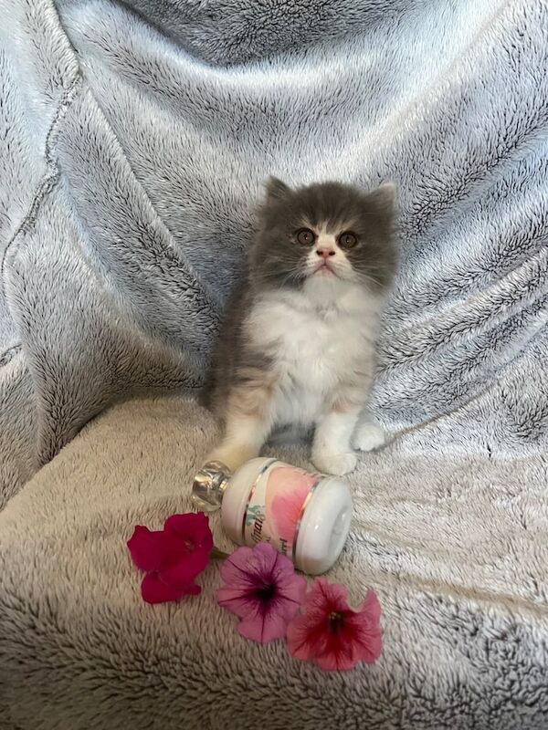 Persian kittens for sale in Beckenham, Greater London – 8 weeks old - Image 3 of 3