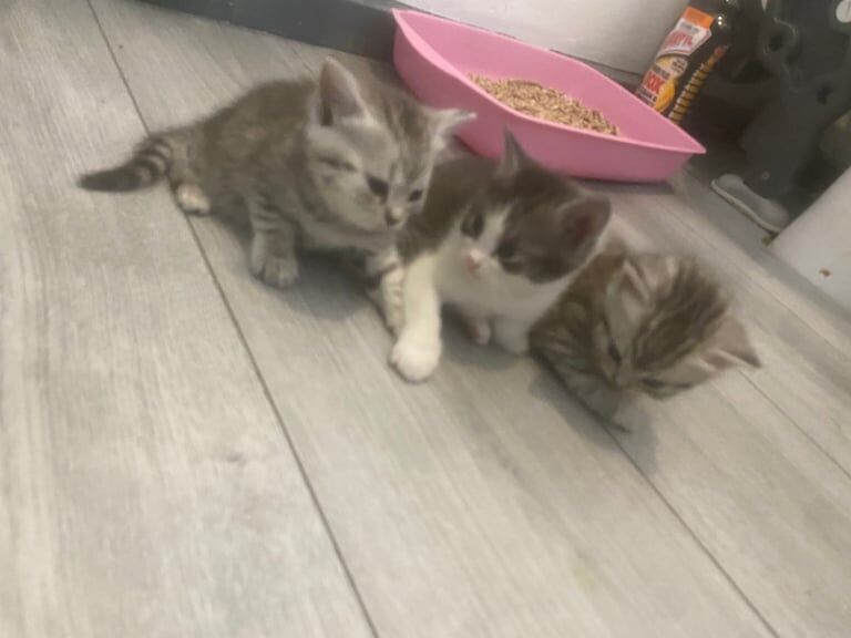 Ready now Persian cross kittens for sale in Gloucestershire