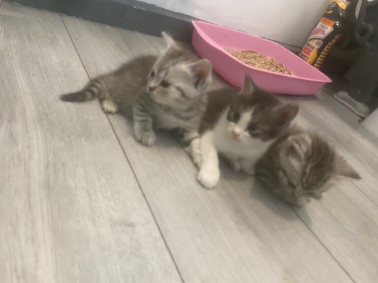 Ready now Persian cross kittens for sale in Gloucestershire | Image 2