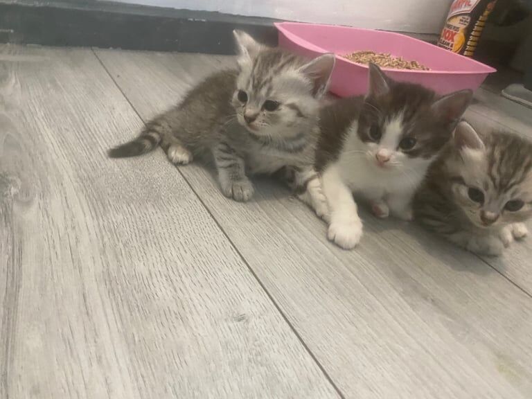 Ready now Persian cross kittens for sale in Gloucestershire | Image 3