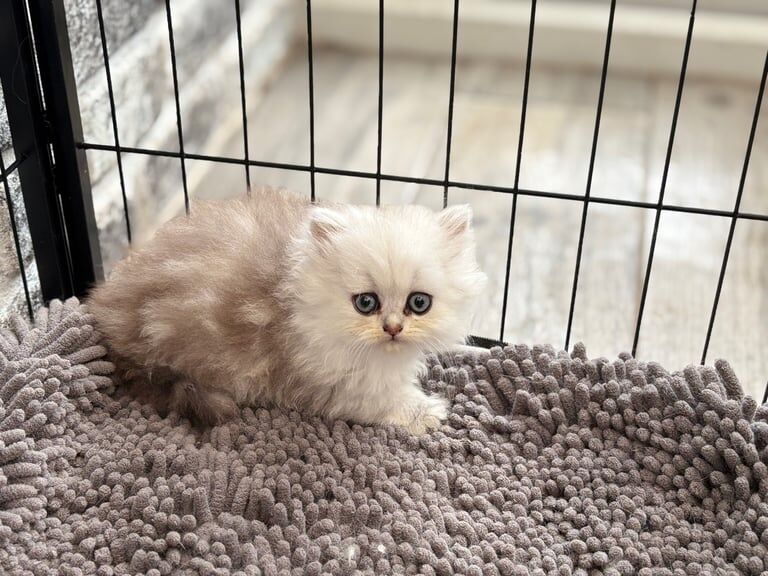 Persian kittens for sale in Liskeard, Cornwall – 8 weeks old