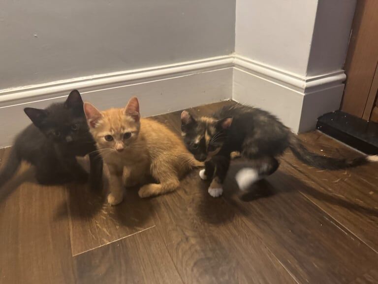 Persian kittens for sale in Portsmouth, Hampshire – 8 weeks old
