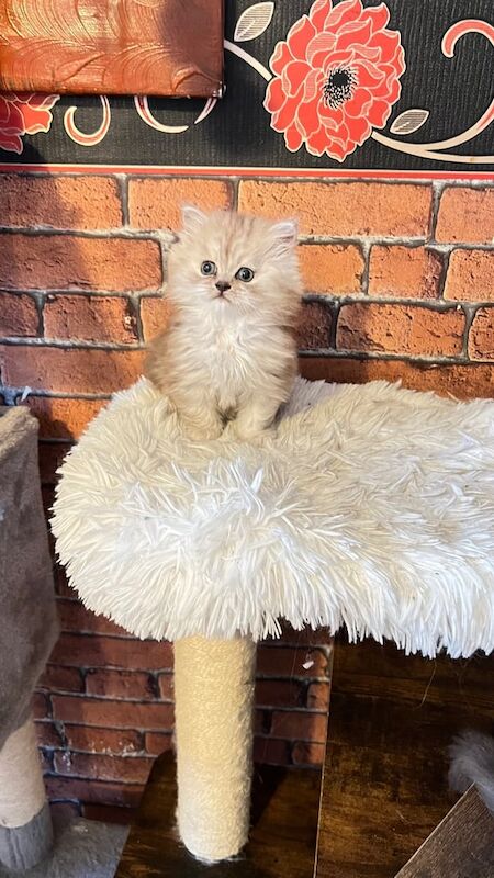 Ready to go Persian kitten for sale in Lower Easton, Bristol