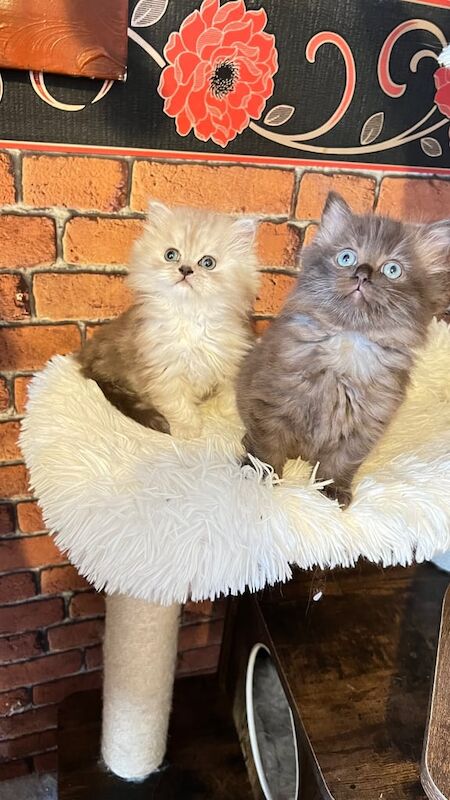 Ready to go Persian kitten for sale in Lower Easton, Bristol | Image 2