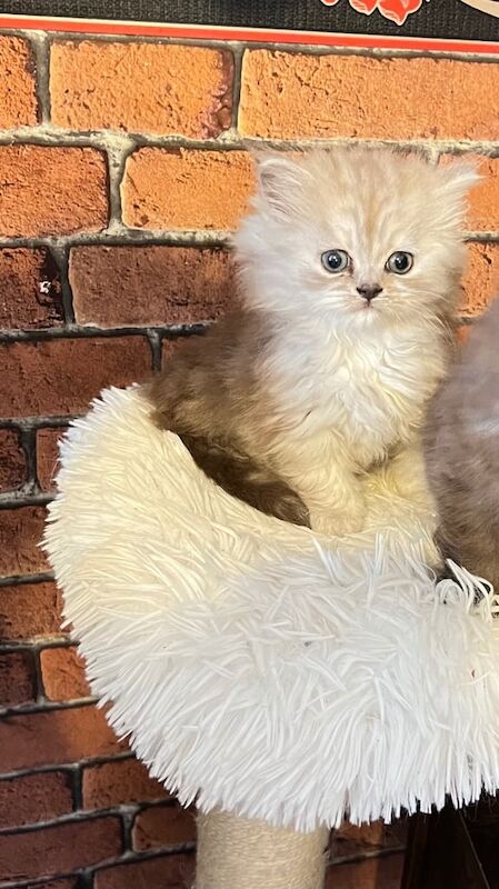 Ready to go Persian kitten for sale in Lower Easton, Bristol | Image 3