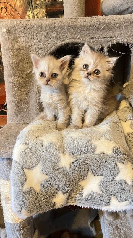 Persian kittens for sale in Lower Easton, Bristol – 9 weeks old
