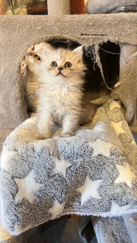 Persian kittens for sale in Lower Easton, Bristol – 9 weeks old - Image 2 of 3