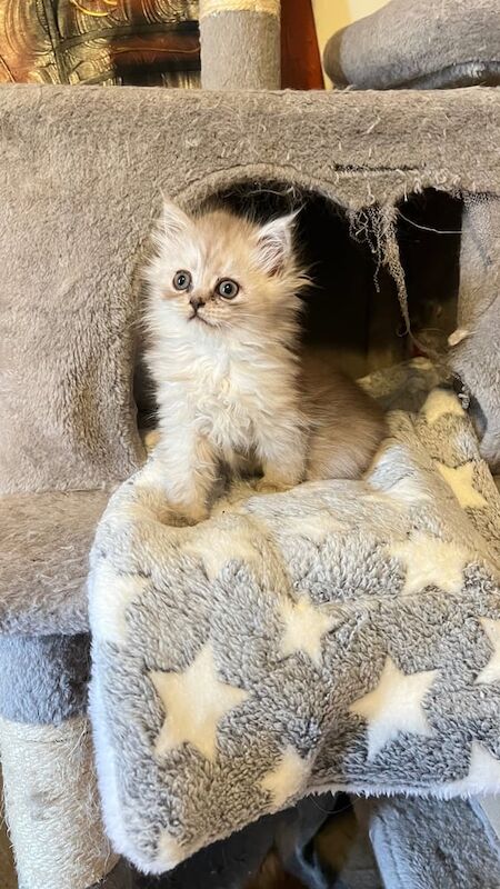 Persian kittens for sale in Lower Easton, Bristol – 9 weeks old - Image 3 of 3