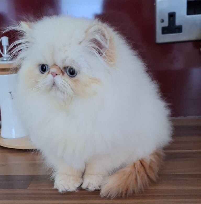 GCCF Registered Persian Kittens For Sale